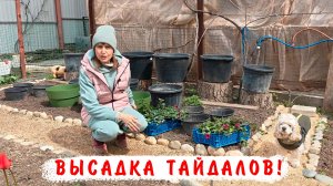 Высадка Тайдалов на ПМЖ  в большие горшки 60 и 40 литров!