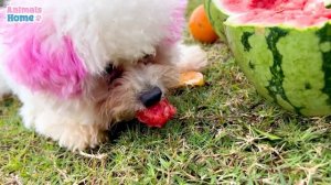 Naughty BiBi took Amee to harvest fruits