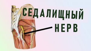 Седалищный нерв крестцового сплетения