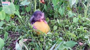 Smart BiBi goes to pick fruit to make juice