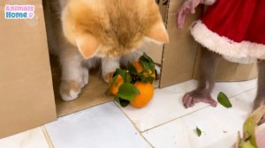 Naughty BiBi rowes boat to pick fruit for friends