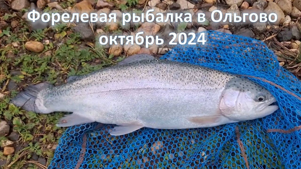 Форелевая рыбалка в Ольгово - октябрь 2024