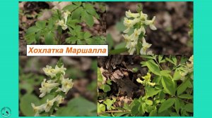 Хохлатка Маршалла с желтыми цветами