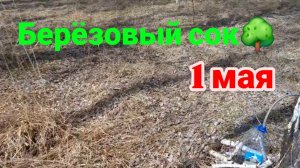 Берёзовый сок.