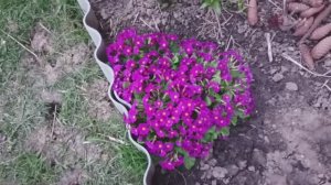 Первые цветы