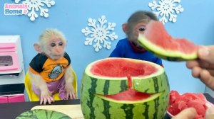 BiBi harvests watermelon to make watermelon yogurt for baby monkey Obi