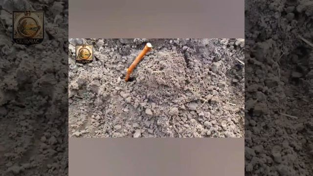 Как правильно посадить виноград.