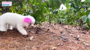 BiBi harvests fruit and has a picnic with Amee