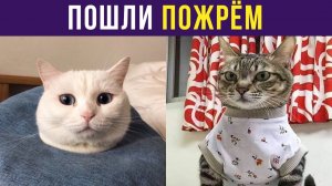 ПОШЛИ ПОЖРЁМ)) Приколы с котами