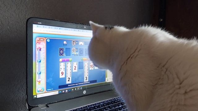 Котик Кекс играет в карты и проверяет монетизацию. Смотрим фильм.