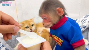 Naughty BiBi helps dad take care of kittens