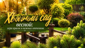 Хвойный сад весной: игра ярких красок и нежных оттенков.