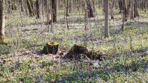 Весенний лес. Звуки природы. Первые цветы.