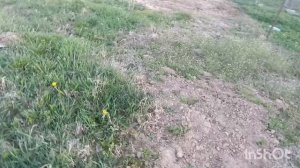 весь день на огородах, опрыскивание, 2 мая