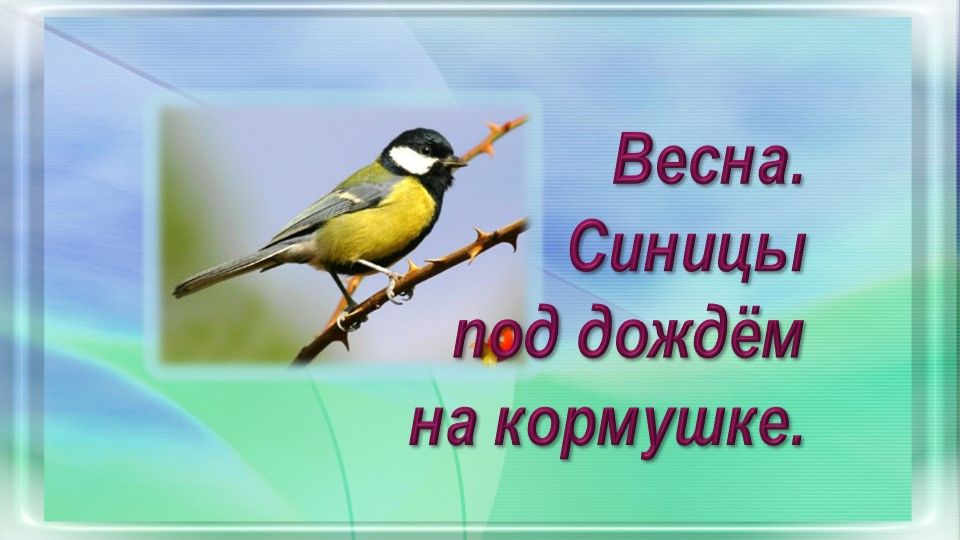 Весна. Синицы под дождём на кормушке.