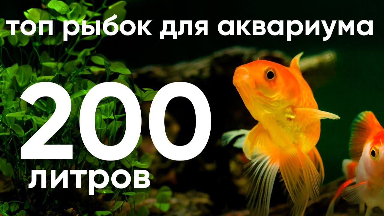 Топ рыбок для аквариума 200 литров: лучшие виды и советы по уходу