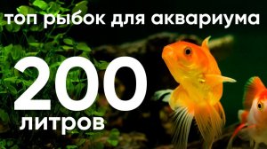 Топ рыбок для аквариума 200 литров: лучшие виды и советы по уходу