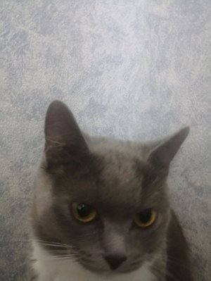 Хотите выполню челендж по игре побег от блогера это сюда