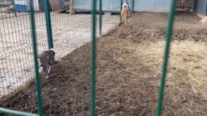 ЭкоДеревушка. Ферма улиток и крокодилов) ну и других животных)