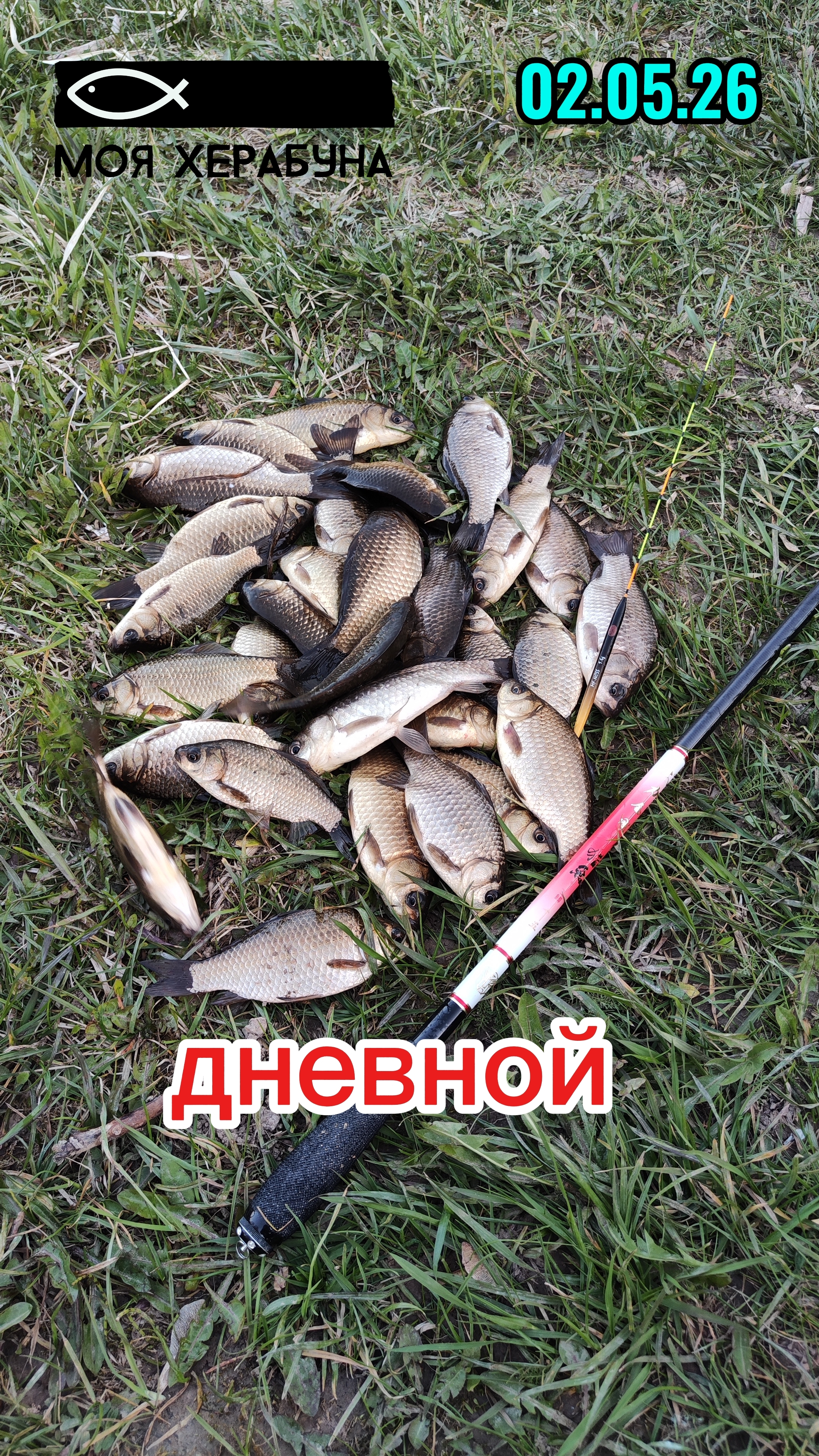 Херабуна. Карась дневной.