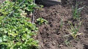 Клубника рассада на продажу, находимся на Лидиевке, как вам саженцы?