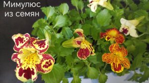 Выращивание Мимулюса из семян #мимулюсизсемян, #мимулюсгубастик #цветокмимулюс, #выращиваниемимулюса
