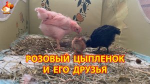Розовый цыпленок и его друзья ч.4