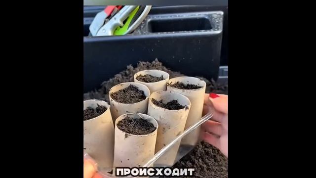Никогда не выбрасывайте втулку от туалетной бумаги!
