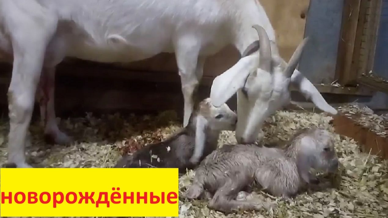 У нас опять двойня