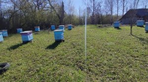 Утро на пасеке. Пчела загудела