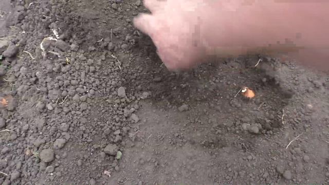 Посадка луковиц для выращивания семян лука