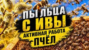 Пыльца с ивы. Активная работа пчёл