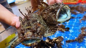 ЯДОВИТАЯ СКОРПЕНА Сямынь Морепродукты Кита