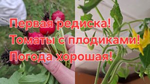 Первая редиска в салат!С ней укроп,лук и шпинат!Погода шикарная!Но!Высаживать томаты боязно!!!