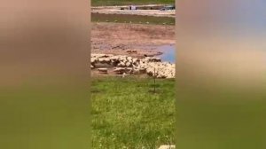 ⚡️В Дагестане пастуший пёс прокусил жопу туристке, которая зачем-то вбежала в стадо и поймала овцу.