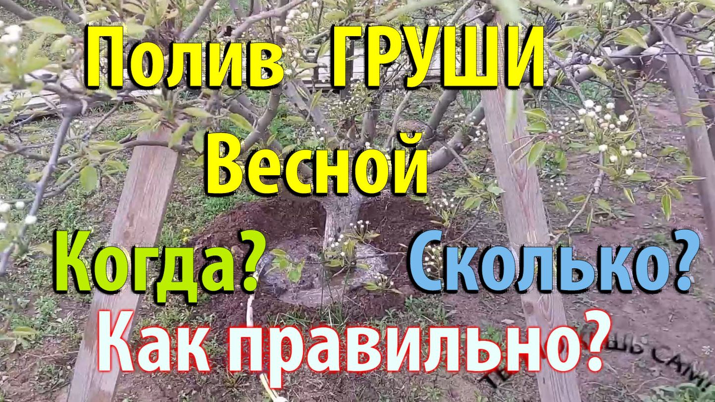Полив ГРУШИ весной. Когда поливать? Сколько поливать? Как правильно