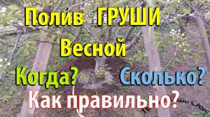 Полив ГРУШИ весной. Когда поливать Сколько поливать Как правильно