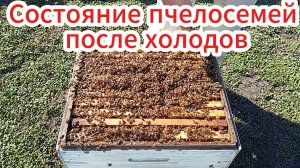 03.05.26. Потеплело, смотрим пчелосемьи.