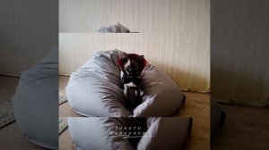 Канадский сфинкс Версаль Блэк. Маскарад.