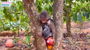 Lovely BiBi takes care of and harvests fruit for ducklings