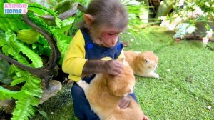 Nanny BiBi helps dad take care of kittens