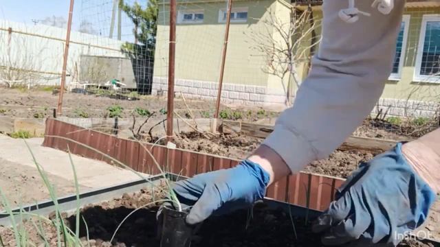 Высадила рассаду лука в открытый грунт