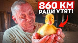 860 км за мечтой: привез 250 утят! Начало очередного масштабного проекта на #МоемПодворье