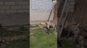 Дворик зеленеет раздолье ребятам на свежем воздухе 🌞🌿😻❤️😻🎉🏡 #котики
