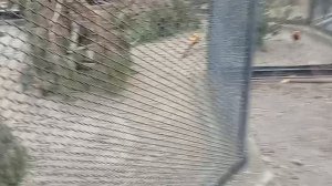 1000016883.mp4 Птички заглядывают к соседям