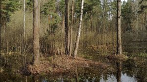 #ВЕСНА_КРАСНА_ВОТ_ТАКАЯ_ИЗ_СЕРИИ_МОИ_ВРЕМЕНА_ГОДА_ВИДЕОДНЕВНИКИ_И_ФОТОПЕЙЗАЖИ  #ФАКЕЛ_ГЕКАТЫ_ЛОЛИТА
