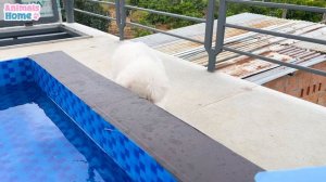 BiBi and Amee's happy vacation at the pool