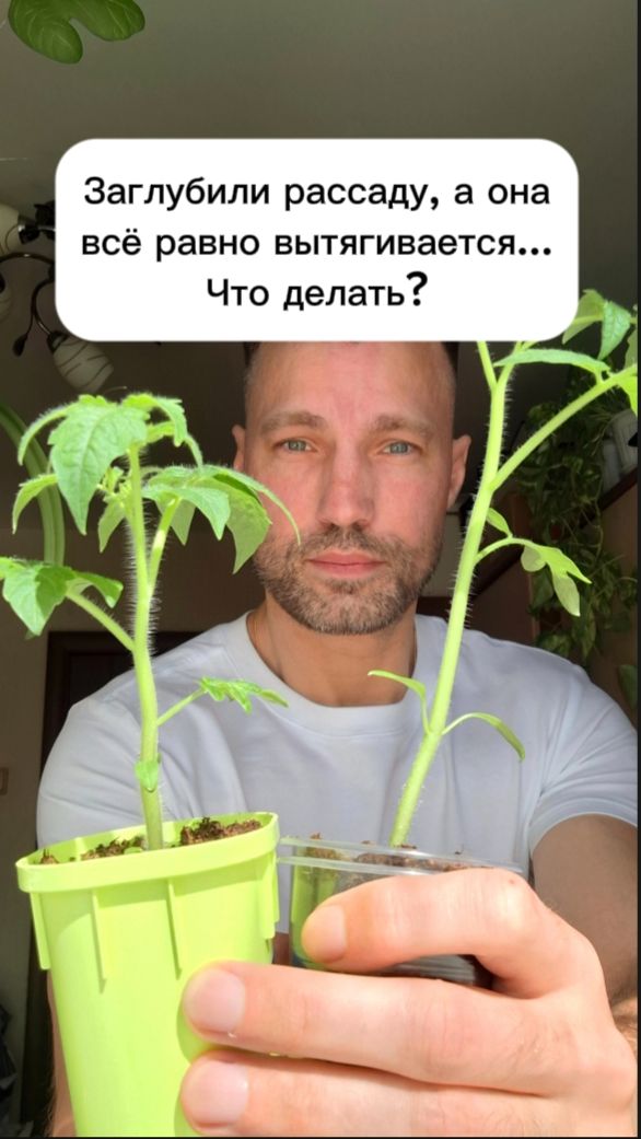 Заглубили рассаду, а она всё равно продолжает вытягиваться… Что делать?