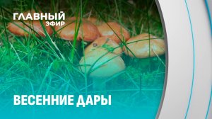 Неожиданный подарок природы: грибной сезон в Беларуси начался раньше обычного. Главный эфир