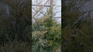 Первый раз на даче, полно забот , работ!!!!